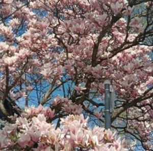 Meet your Posher, Arpana